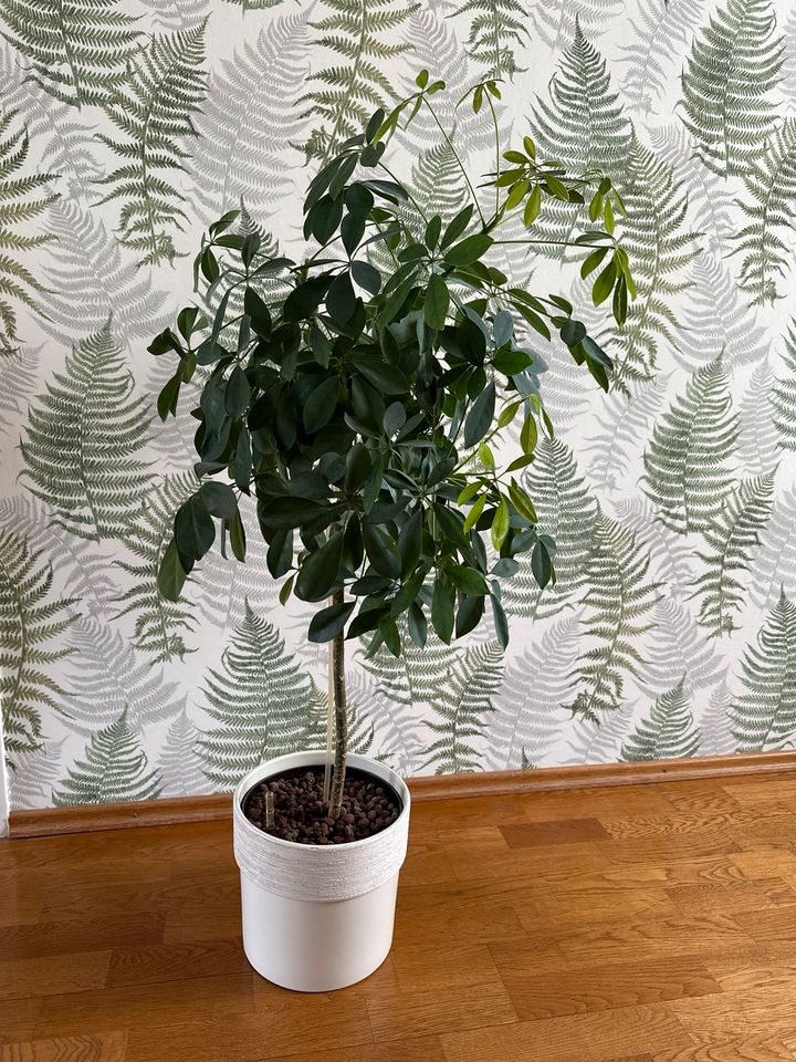 Pflanze Strahlenaralie Schefflera ca. 1 m - ohne Topf in Berlin