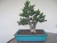 Bonsai Buchsbaum mit Schale. Bayern - Pommersfelden Vorschau