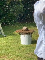 Kostenlos : Imker Bienenschwarmfänger Bienenschwarm Bienen Nordrhein-Westfalen - Mülheim (Ruhr) Vorschau