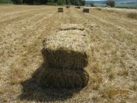 Heu Pferdeheu Kleinballen Heu Niedersachsen - Baddeckenstedt Vorschau