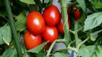 Samen Eiertomaten bio, Tomaten, Gemüse, Selbstversorger, Hochbeet München - Ramersdorf-Perlach Vorschau