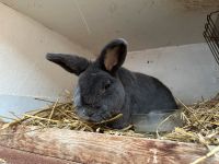 Kaninchen, blaue Wiener, Rammler Thüringen - Herbsleben Vorschau