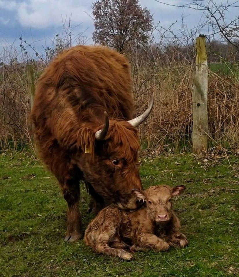 verkaufe Highland/Aubrac Kühe mit Kalb bei Fuß, Färsen, Absetzer in Barsbüttel