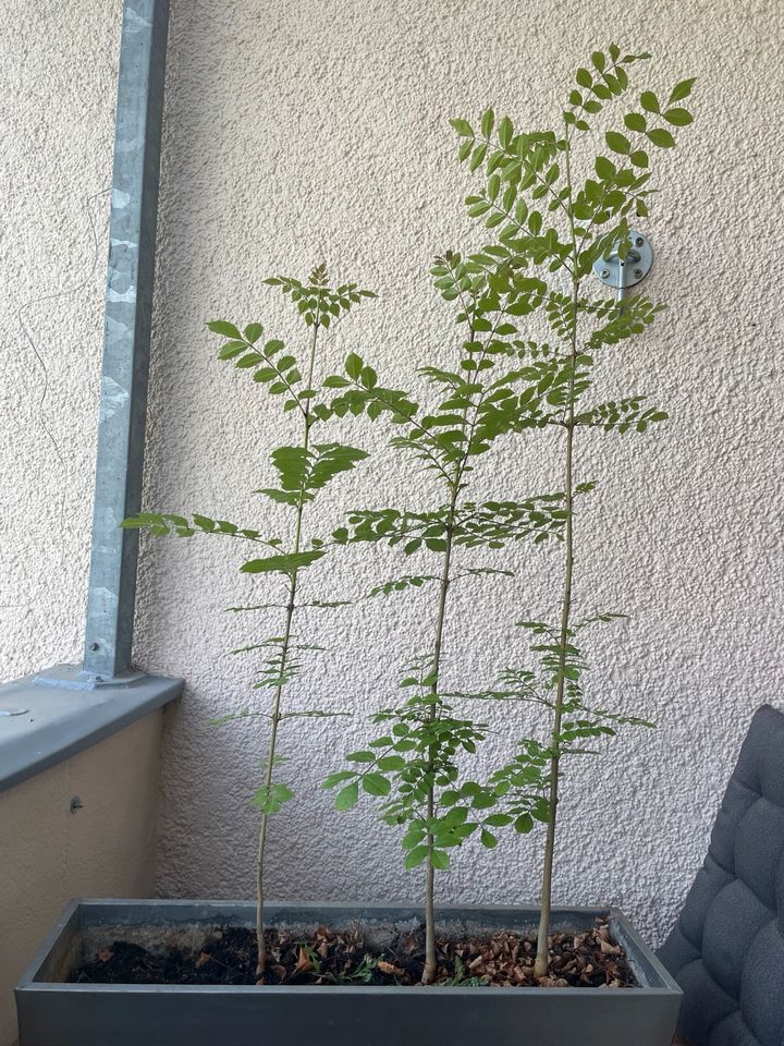 Bäume suchen ein zu Hause: Esche, gemeine Esche, junger Baum in Köln