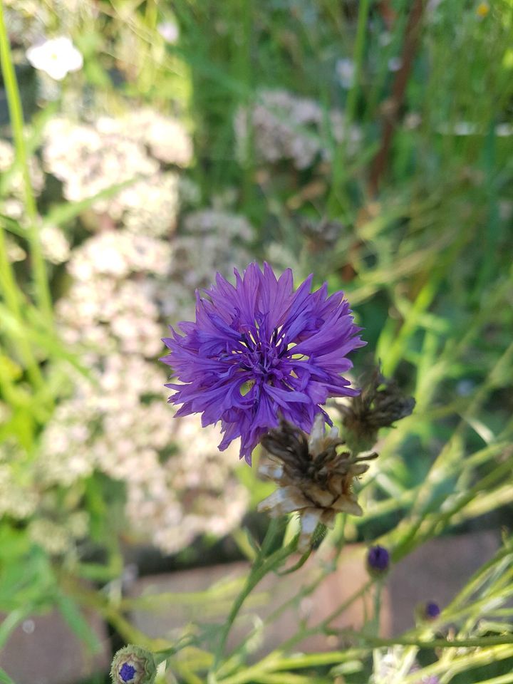 Kornblume, lila, Samen in Klausdorf