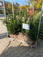 Gemeine Eibe Heckenpflanzen Taxus baccata Nordrhein-Westfalen - Simmerath Vorschau