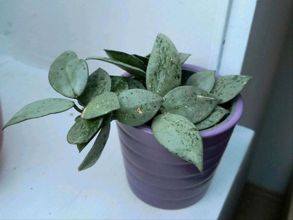 Hoya Lacunosa silver (Blumen mit Duft) Wachsblume in Aichtal