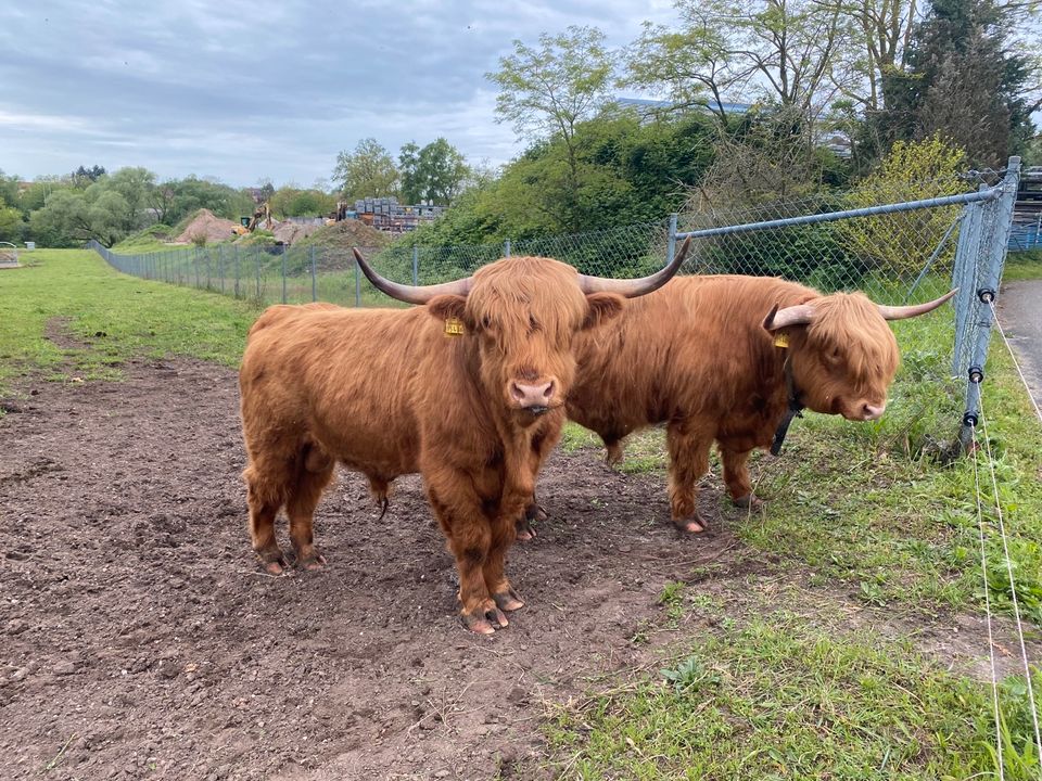 Highland Cattle Bullen in Berg