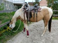 Schicke Paint Horse Stute 3 jährig buckskin tovero Hessen - Fritzlar Vorschau