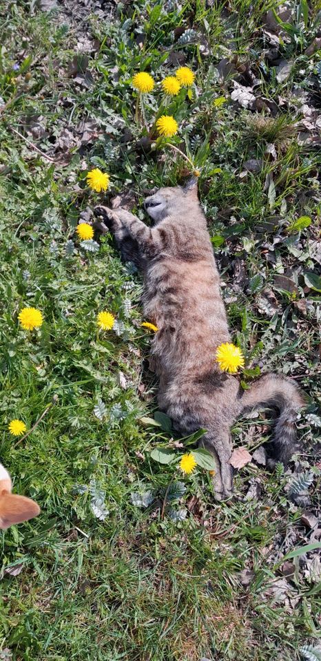 Katze gefunden, totfund in Burghaun