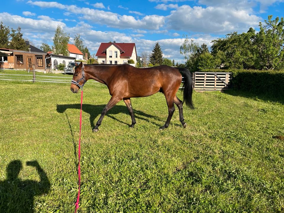 Freizeitpferd Irish Sporthorse Wallach - 6 Jährig in Hedersleben