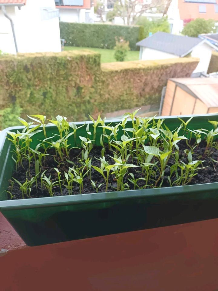 Vorgezogene Paprika- und Tomatenpflanzen in Schwäbisch Gmünd