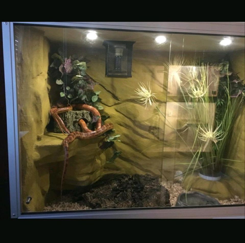 Terrarium zu verkaufen in Drei Gleichen