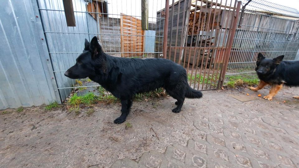 Altdeutsche Schäferhund Hündin in Paulinenaue