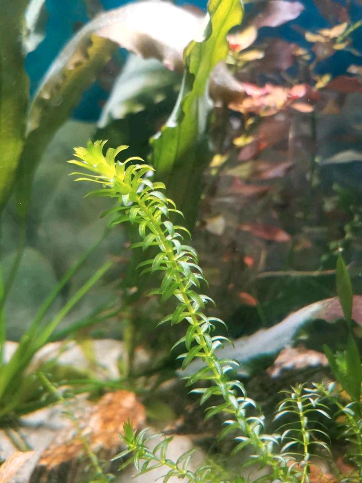 Aquarium Pflanzen mix in Duisburg