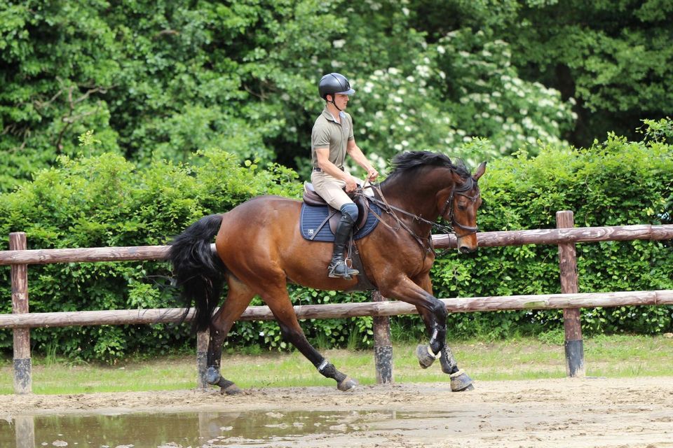 Springpferd, 10 J. Wallach, 1,77m, Last Man StandingXChacco Blue in Aachen