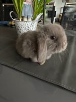 Zwergwidder Kaninchen Mini Lop reinrassig Nordrhein-Westfalen - Elsdorf Vorschau