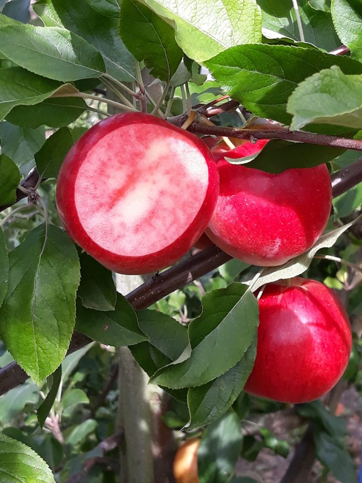 Apfelbaum Obstbaum Säulenapfel Pfirsich Kirsche Nektarine Feige in Detmold