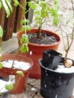 Lampionbaum Sanddorn Haselnuss Hainbuche Ahorn Zierahorn Hibiskus Baden-Württemberg - Pforzheim Vorschau