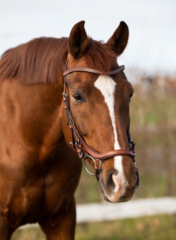 Anatomische TRENSEN Micklem Nachbau 49,95 pony, vb, wb & kb NEU! in Rehburg-Loccum