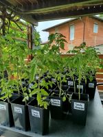Tomatenpflanzen 100% Bio, alte Sorten, abgehärtet - 3 € Bayern - Falkenfels Vorschau