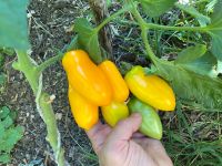 San Marzano gelbe alte Sorte Tomaten Baden-Württemberg - Esslingen Vorschau