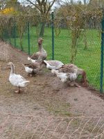 Zuchtgänse Thüringen - Streufdorf Gem Straufhain Vorschau