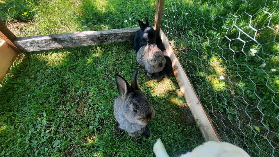 Hasen Kaninchen Jungtiere in Heilbronn
