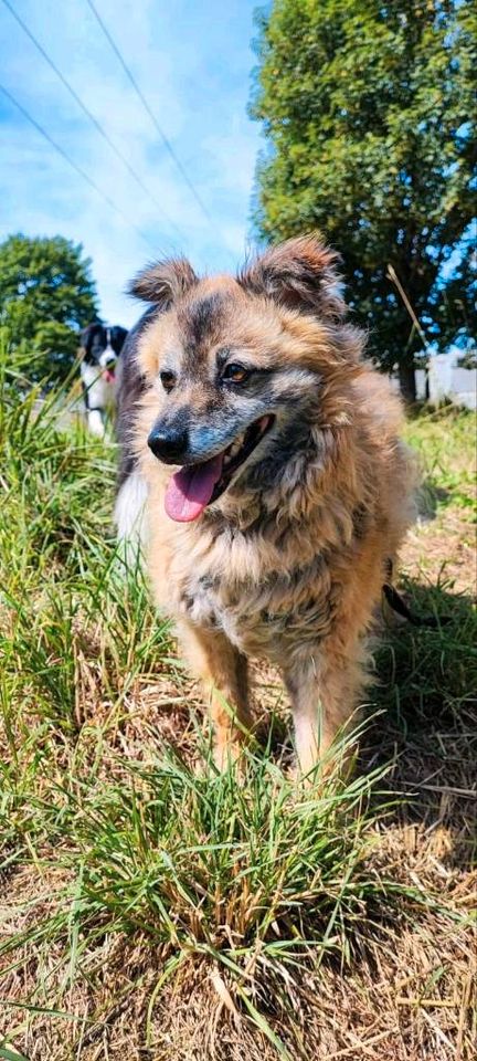 Anna, ca. 8 Jahre,  liebenswerte Begleiterin in Rotenburg