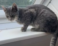 Katze / Kater Pablo vermisst Niedersachsen - Aurich Vorschau