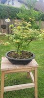 Bonsai  Japanischer Ahorn Katsura Bayern - Bad Grönenbach Vorschau