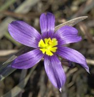 Blaue Binsenlilie - Sisyrinchium angustifolium Niedersachsen - Bad Zwischenahn Vorschau