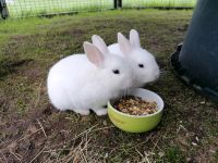 Zwergkaninchen Kaninchen Männchen (9 Wochen) Niedersachsen - Sulingen Vorschau