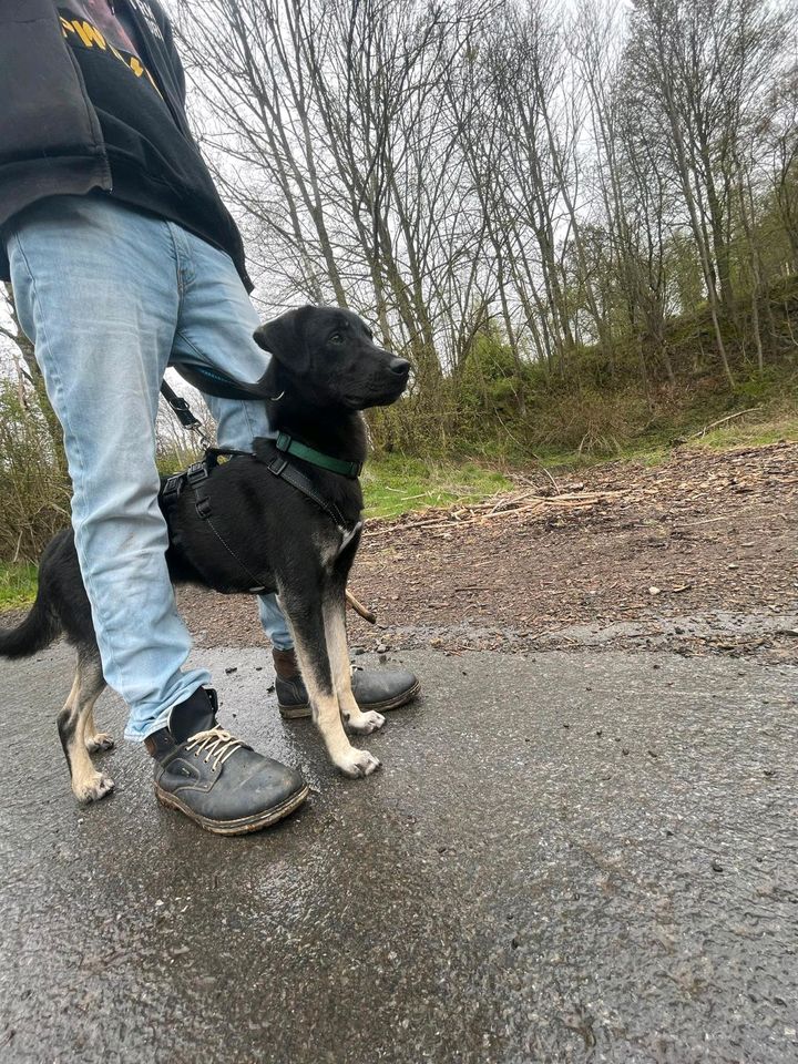 Jupi sucht dringend hundeerfahrene Menschen in Werdohl