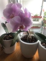 Orchideen mit Übertopf Niedersachsen - Buchholz in der Nordheide Vorschau