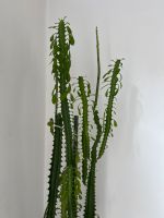 Dreikantige Wolfsmilch (Euphorbia trigona) Zimmerpflanze Stuttgart - Stuttgart-West Vorschau