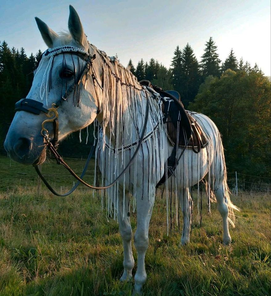 Fliegenausreitedecke Fransen System XXL bis Minimi Pony in Mauth