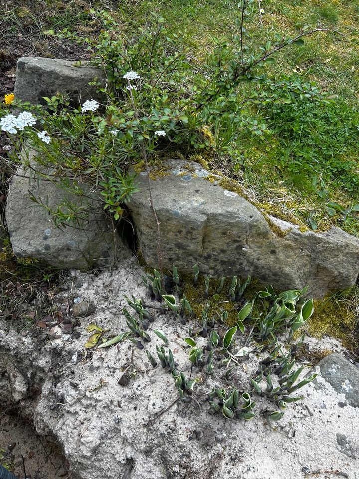 Sandstein Findlinge zu verschenken in Bad Hersfeld