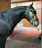 Wunderschöner Lusitano Bayern - Bad Endorf Vorschau