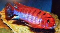 Labidochromis Hongi super Red 4-5cm  Top  Stk. 9,-€ Saarland - Völklingen Vorschau