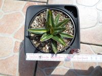 Agave victoriae-reginae indonesian gold mediopicta 11cm Nordrhein-Westfalen - Ahlen Vorschau