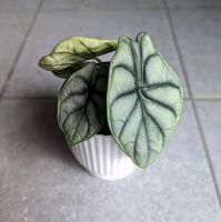 Alocasia silver Dragon Baden-Württemberg - Karlsruhe Vorschau