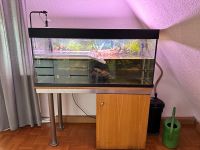 Aquarium 300 Liter zu verkaufen Baden-Württemberg - Filderstadt Vorschau