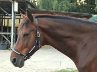 Neuwertiges Lederhalfter für Warmblut mit Strass Herzogtum Lauenburg - Geesthacht Vorschau