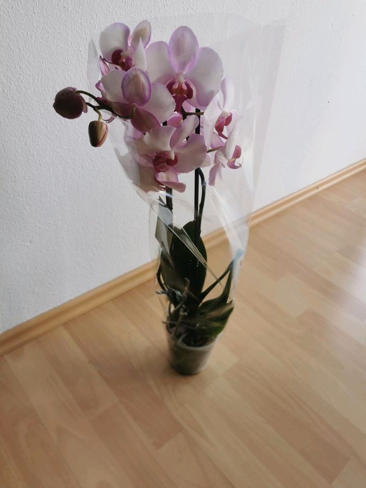 Orchidee, Pflanzen in Moosburg a.d. Isar
