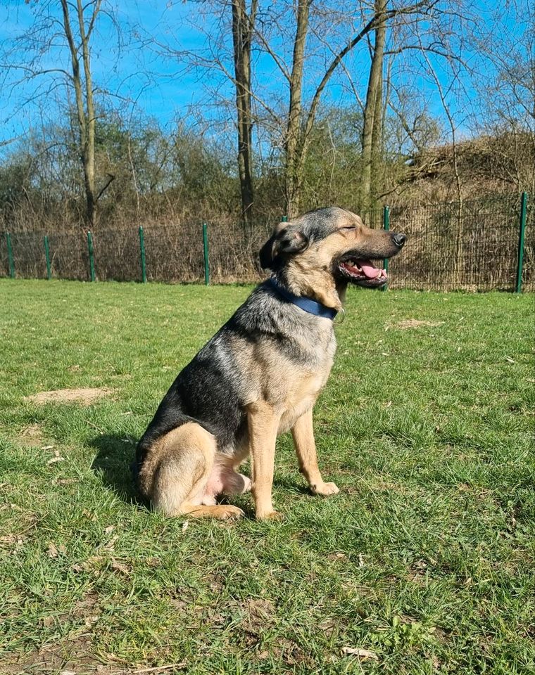 Luwin - toller Rüde sucht ein Zuhause❤️ in Dormagen