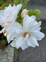 Bodendecker Rose weiß blühend, Rosa rugosa "white roadrunner" Sachsen - Freital Vorschau