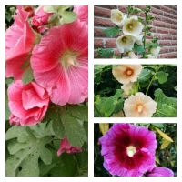 STOCKROSEN * - BUNTE MISCHUNG (ALCEA ROSEA)   CA. 100 SAMEN Nordrhein-Westfalen - Werther (Westfalen) Vorschau