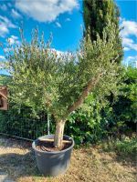 Olivenbaum - Olea Europea - Stammumfang 50-60 cm Baden-Württemberg - Nehren Vorschau