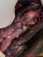 Ohne Narkose, Zahnreinigung bei Hunden! Nordrhein-Westfalen - Hennef (Sieg) Vorschau